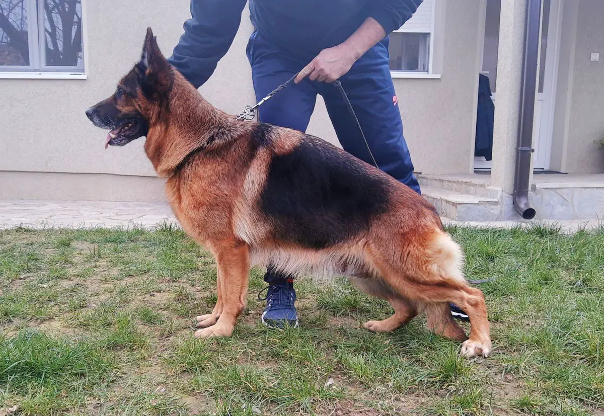 Dana dell'Ambra Selvaggia (2012)