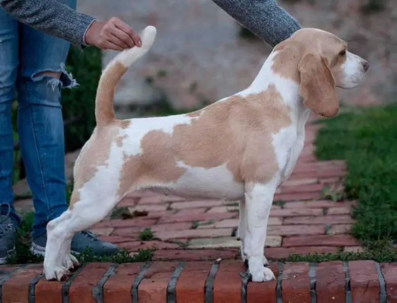 Int.Ch / Jch Srb / Ch Srb / Ch Mk / Ch Cro / R.BIS Elf Yourself Alikiss