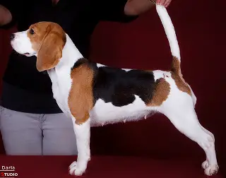 Carolia Od Troch Tabiel