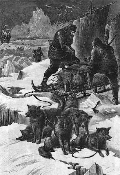 Dog From Peary's North Pole team (c.Early 1900s)