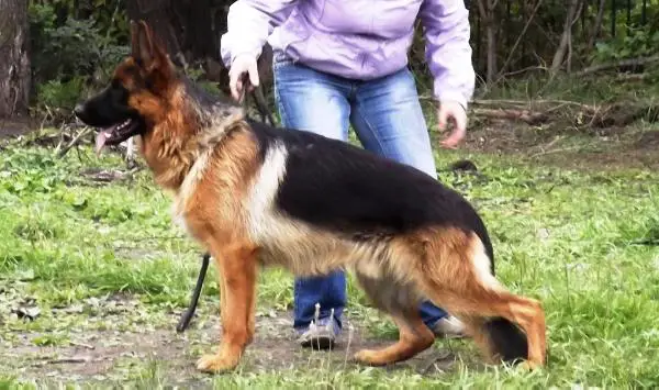 Ziger iz Doma Allens