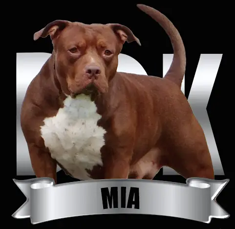 DDK9's Mia