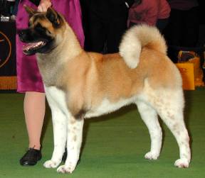 BISS AKC CH T'Stone's Simply Irresistible