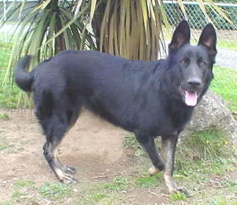 Salhaus Mustang Sally V Sprague