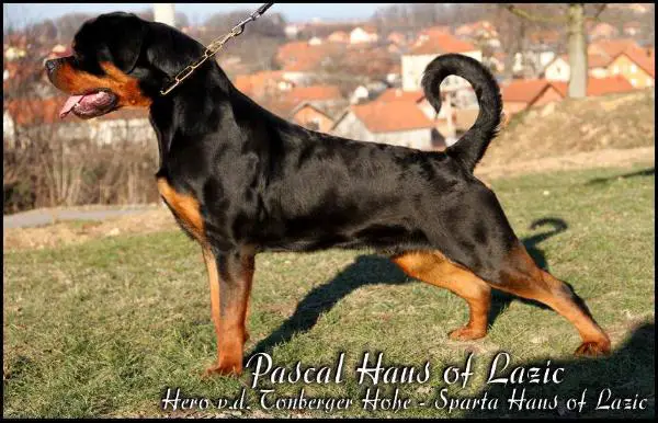 Pascal Haus of Lazic