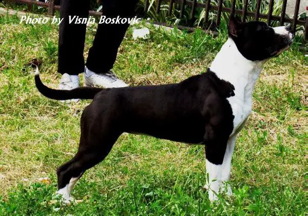 Butterfly Noble Class KoR