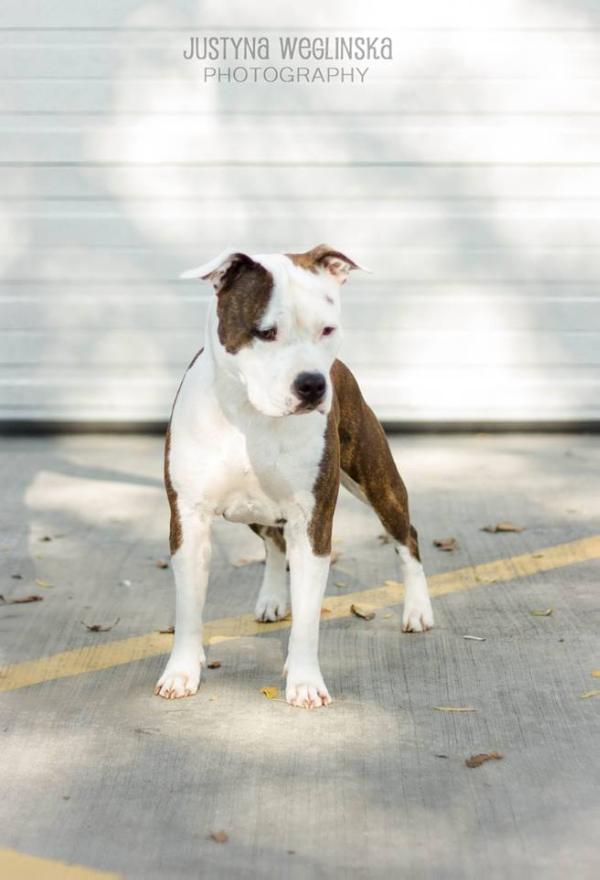 YCH VDH Angie`s Zulu Queen