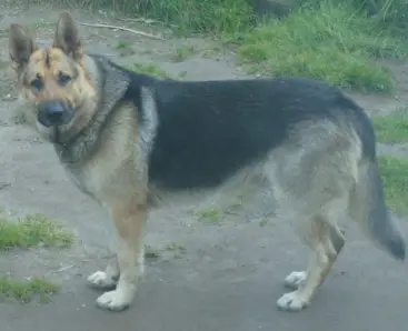 Salhaus Touch of Gold