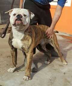 cafulli's big pompeo of fey tiwaz