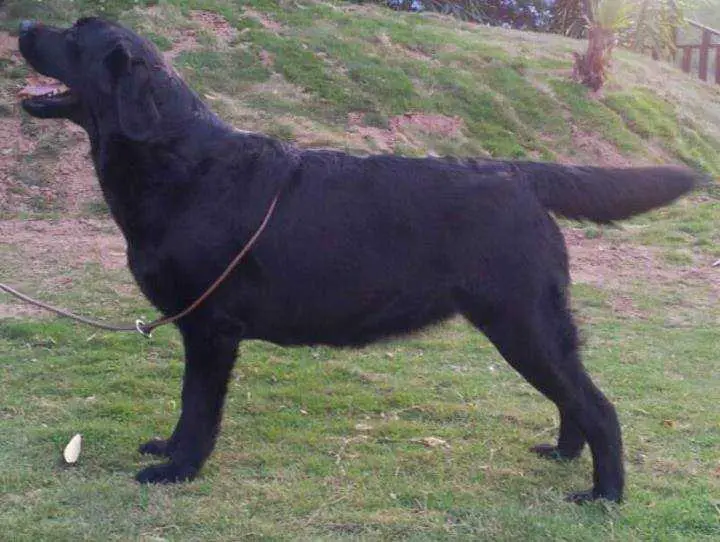 Pets Net Andy at Sasons