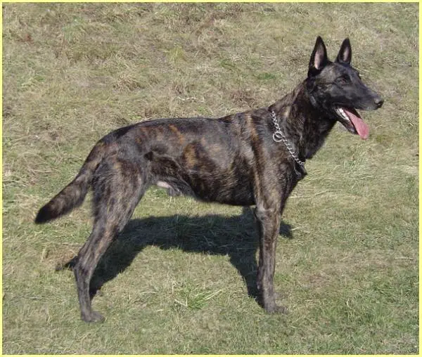Nitro v.d. Vastenow