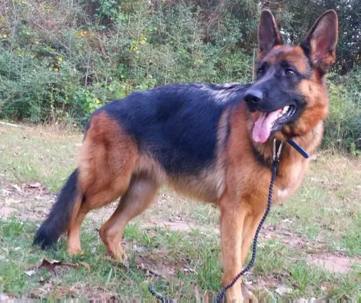 Yuma vom Gödinghofer Weg