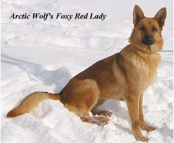 Arctic Wolf's Foxy Red Lady