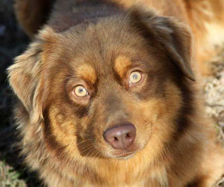 Timberline's Mighty Mouse