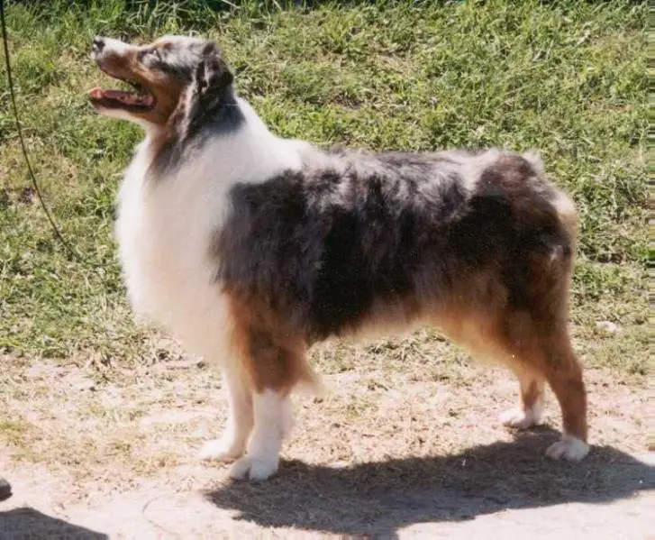 AKC/ASCA CH Fantasia's Moon Dancer