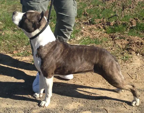 Rockabilly Top Gun Chiquita Banana