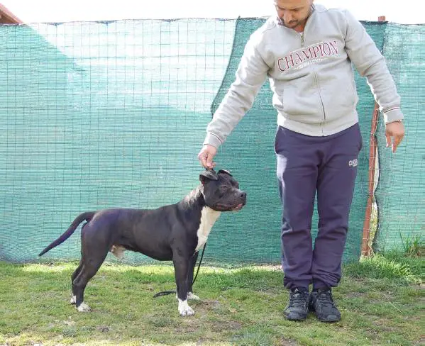 Gallardo Champion Of Rings