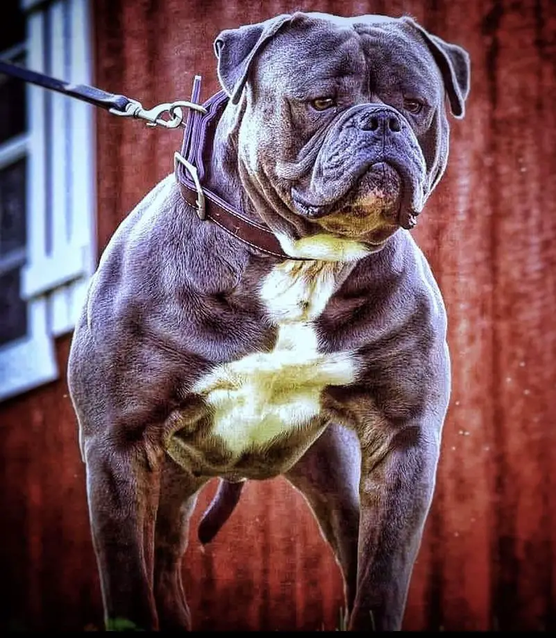 SABK's All Juiced Up