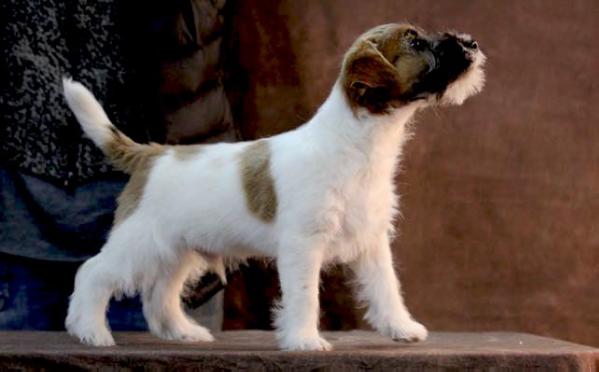 All Jacks Vaya Con Dios