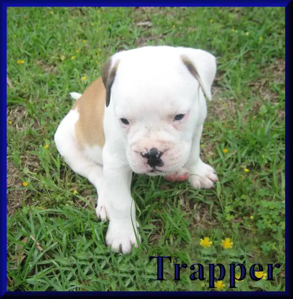 Trapper of Tunnel Springs Bullies