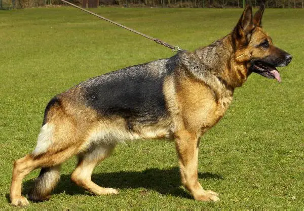 Inka vom Kuckucksland