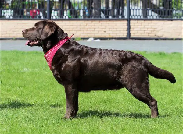 CAC Tierni Zetta Lady Favourite