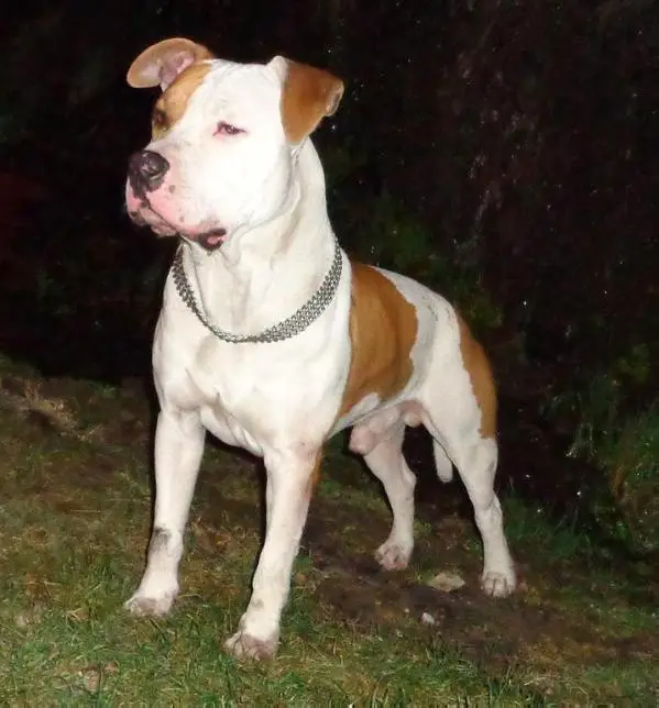 Cerberus the Beast of Prey from Avlabar