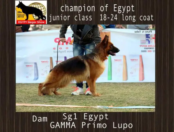 SG1 EGYPT 2015 Gamma Primo Lupo (Euro Breed)