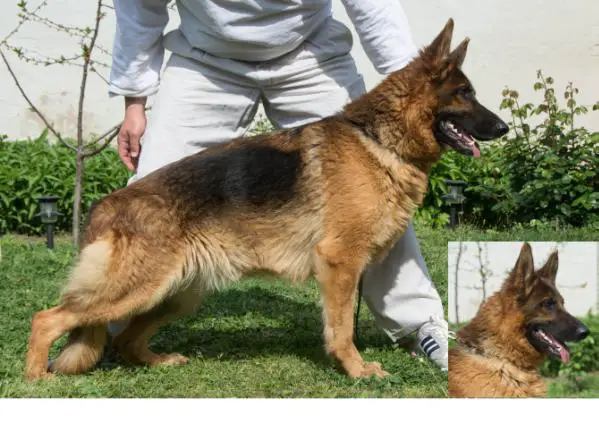 CAC,PRM,SG-1 Roni v. Weber-Haus