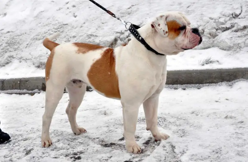 RUS.CH, RUS. J.CH. Beautiful Best King