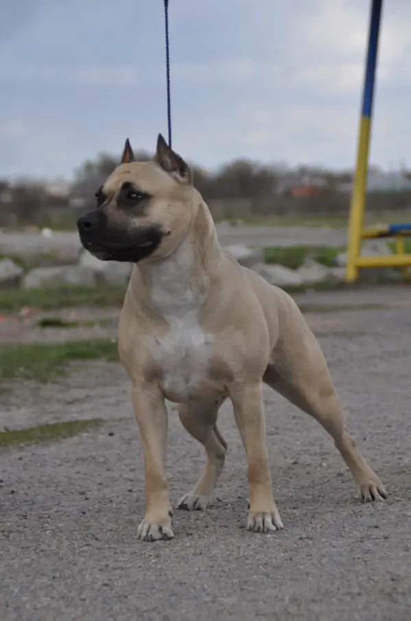 Flower Power Soul of Gryffindor