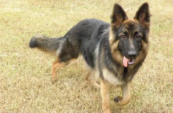 KORAH VON LORDS SHEPHERDS