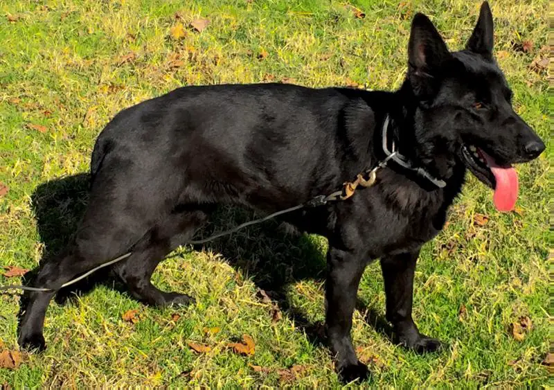 Britta's Ky Baby Lebeau Morris