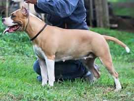 Majestic Staffs Half Moon