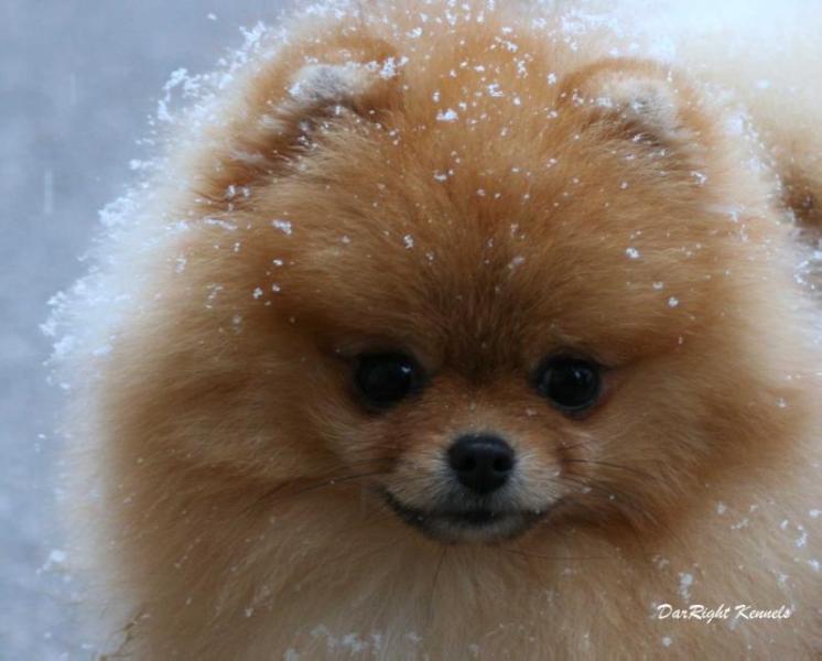 CH Wyndlor DarRight Long Time No See