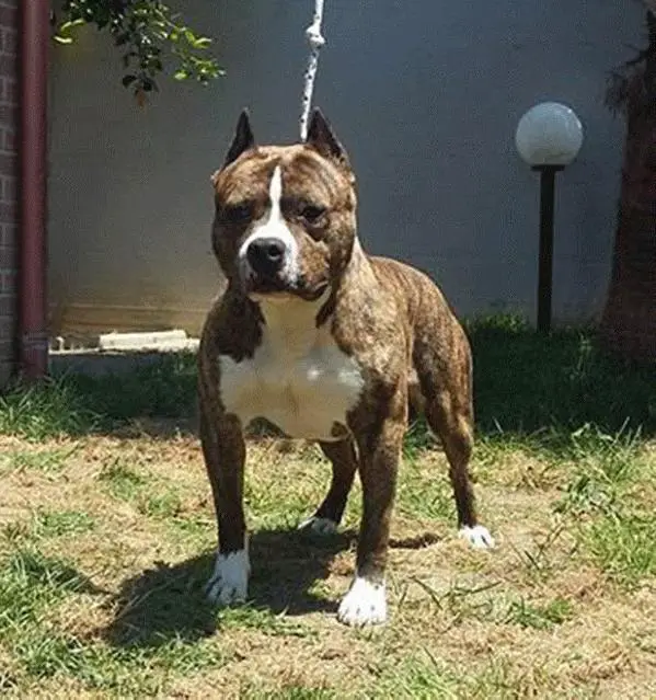 Hollywood amstaff arrow