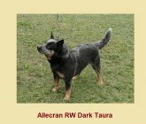 Allecram Rw Drak Taura