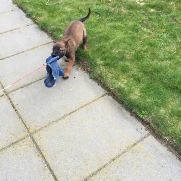 Preston Perle de Tourbiere