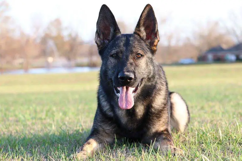 SG Baerys vom Sequoyah Haus