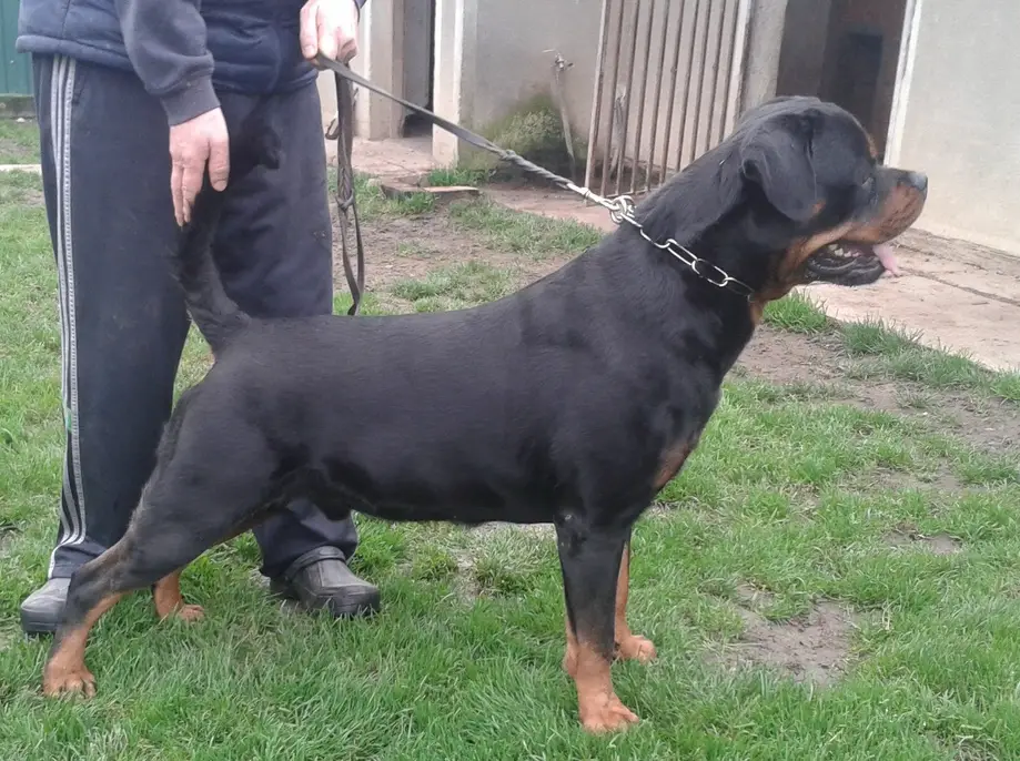 Nick von der Maxi Rott