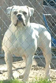 CH Rock Solid Faith of Bloodline (AB)