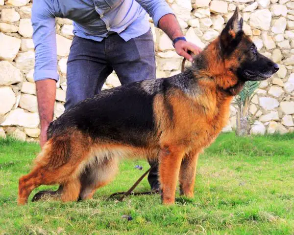 Cana doggy-dog-kennel