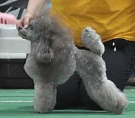 Airy Arabeska Vasilisa