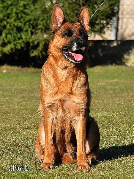 V Ismena vom Nordteich