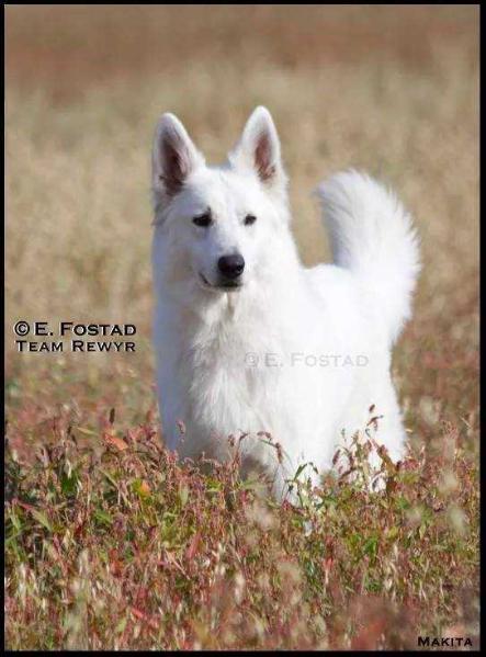 BH NUCH Makita av White Rewyr