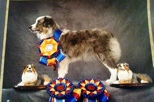 Nat & Int CH Nilsons Paisely Blue