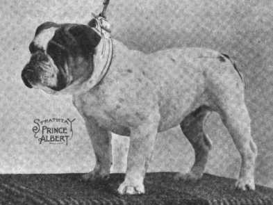 CH (Eng/Am) Strathtay Prince Albert 166036