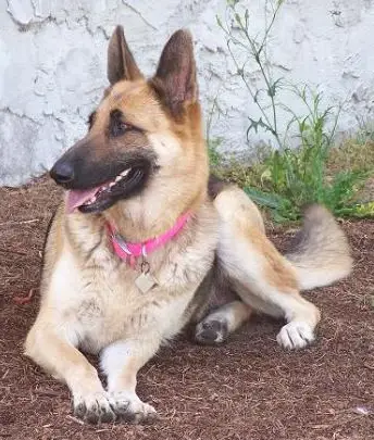 Lindsey's Miss Magnolia