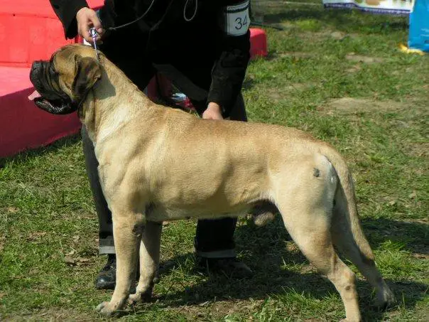 Mako od  Bullcania