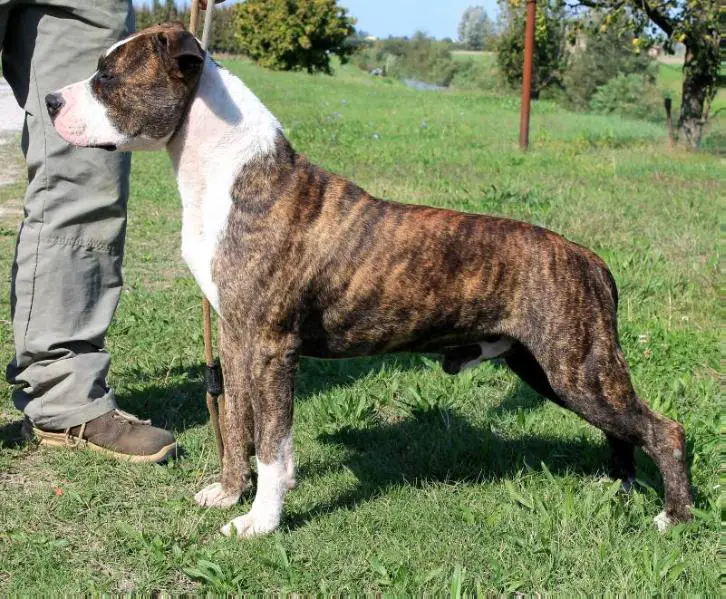 Moon Rock Landi's El Me Corazon